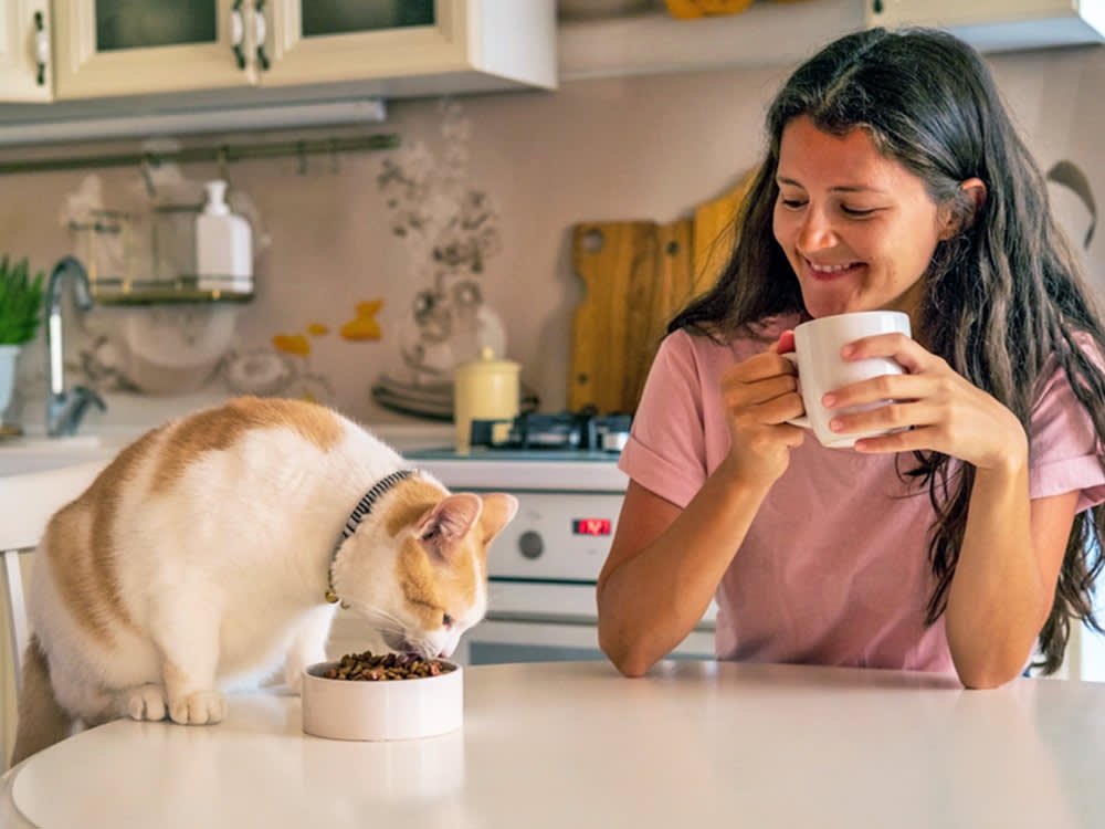 Is Wet Or Dry Food Better for Your Cat? We Compare Both Options So You Don't Have To · Kinship Cat Care Guide for New Owners Essential 2026 Tips