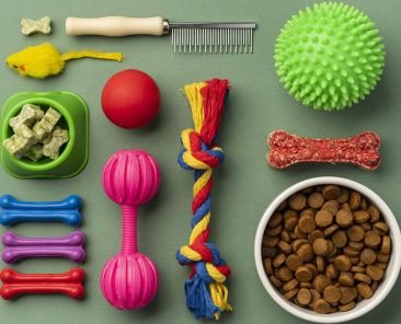 Cat Care Guide for New Owners Essential 2026 Tips