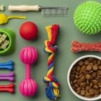 Cat Care Guide for New Owners Essential 2026 Tips