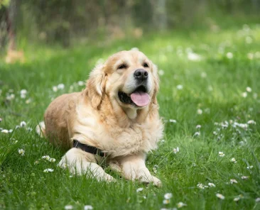 Dog Care Tips for Beginners Complete 2026 Guide