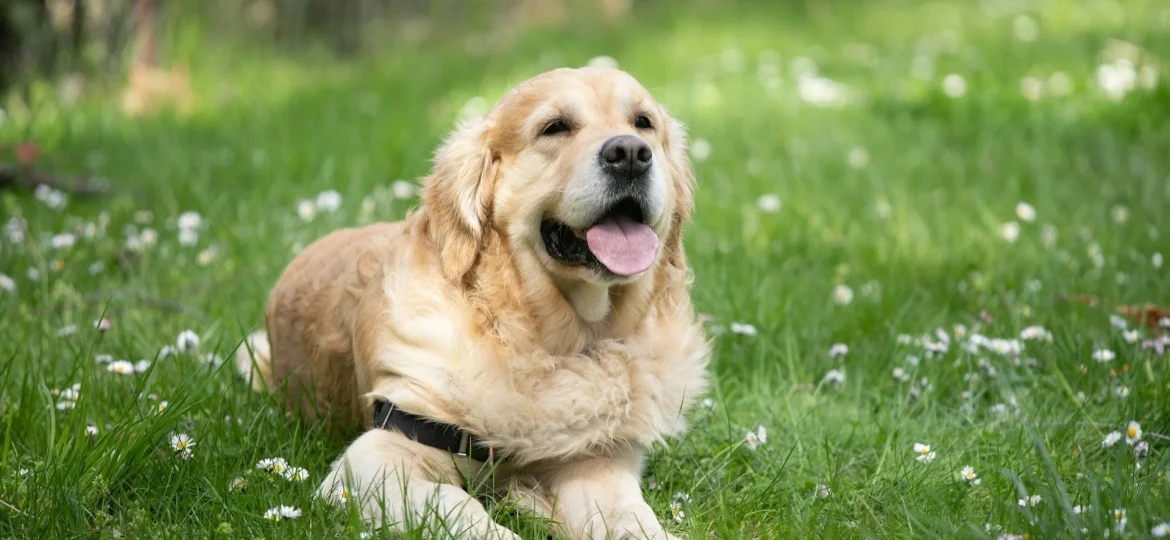 Dog Care Tips for Beginners Complete 2026 Guide