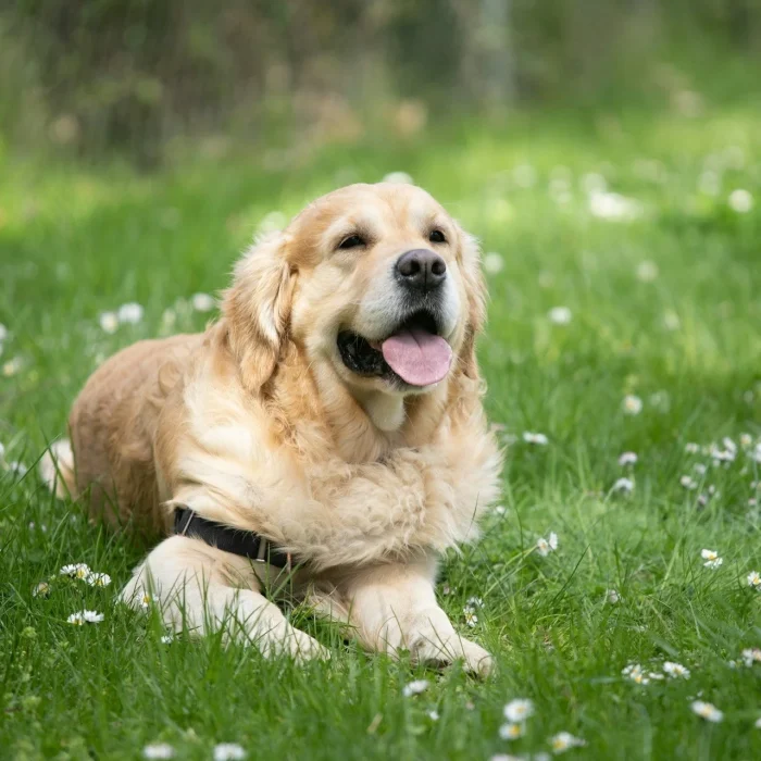 Dog Care Tips for Beginners: Complete 2026 Guide