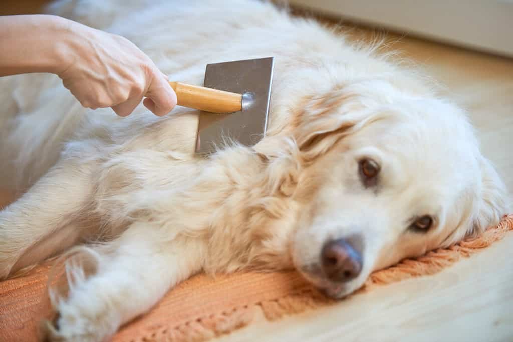 Golden Retriever Grooming Guide: 12 Tips for a Healthy and Beautiful Coat - A-Z Animals
