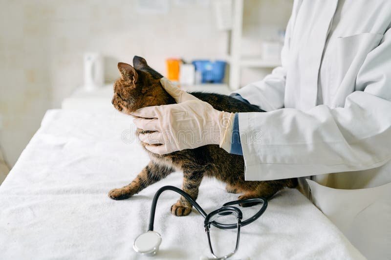 1,566 Cat Stethoscope Table Stock Photos - Free & Royalty-Free Stock Photos from Dreamstime